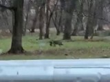 Wilk w pobliżu przedszkola w Kostrzynie nad Odrą. W pysku niósł zdobycz|NAGRANIE