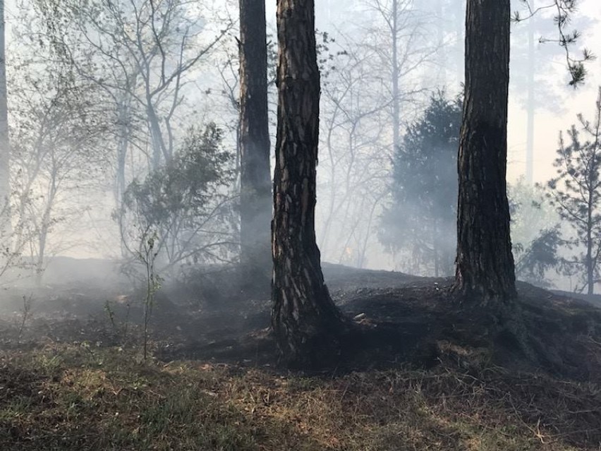 Strażacy z trzech powiatów walczyli z ogniem. Palił się budynek gospodarczy i las [Zdjęcia]