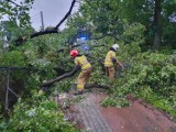 Wichura na Pomorzu. Powalone drzewo koło Cedrów Wielkich. Interweniowali strażacy