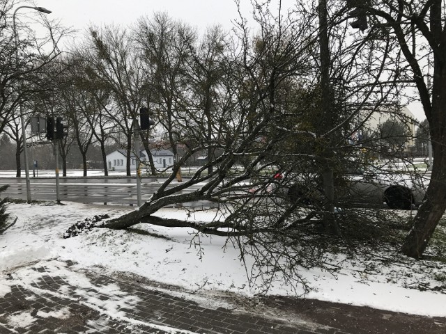 Cztery dni po huraganowym wietrze, a w Słupsku na niektórych chodnikach zwalone drzewa tarasują przejście