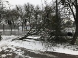 Od wichury minęło już kilka dni, a w Słupsku wciąż można napotkać powalone drzewa