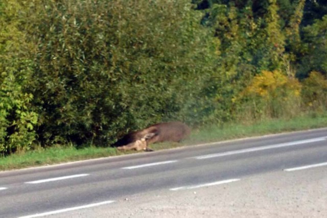 Na drodze Białystok Supraśl leży martwy łoś