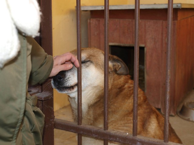 Bubu został porzucony w klinice weterynaryjnej na Grunwaldzkiej przez swoich właścicieli w 2007 roku. W schronisku czeka na dom już 6 lat. Psiak bardzo lubi wychodzić na spacery, jednak powroty do boksu to dla niego bardzo przykre przeżycie, nie chce wchodzić do boksu, bardzo głośno piszczy.

Bubu ma 11 lat. To ułożony piesek; jest bardzo towarzyski, bardzo lubi aportować piłeczkę; mimo swojego wieku jest pełen energii, ładnie chodzi na smyczy. 

Bubu uwielbia kontakt z człowiekiem.