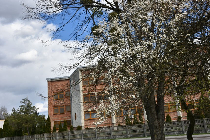 Chełm. Słodkie forsycje, urocze magnolie i wiosenne kwiaty kwitną w parku i  na chełmskich osiedlach. Zobacz zdjęcia