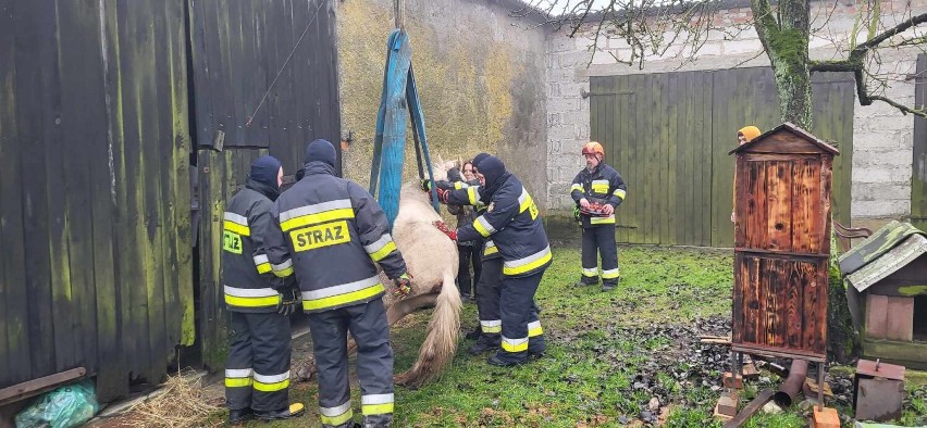Strażacy ratowali konia w gminie Pruszcz. Zobacz zdjęcia