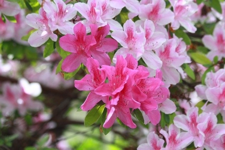 Azalie są blisko spokrewnione z rododendronami i mają...