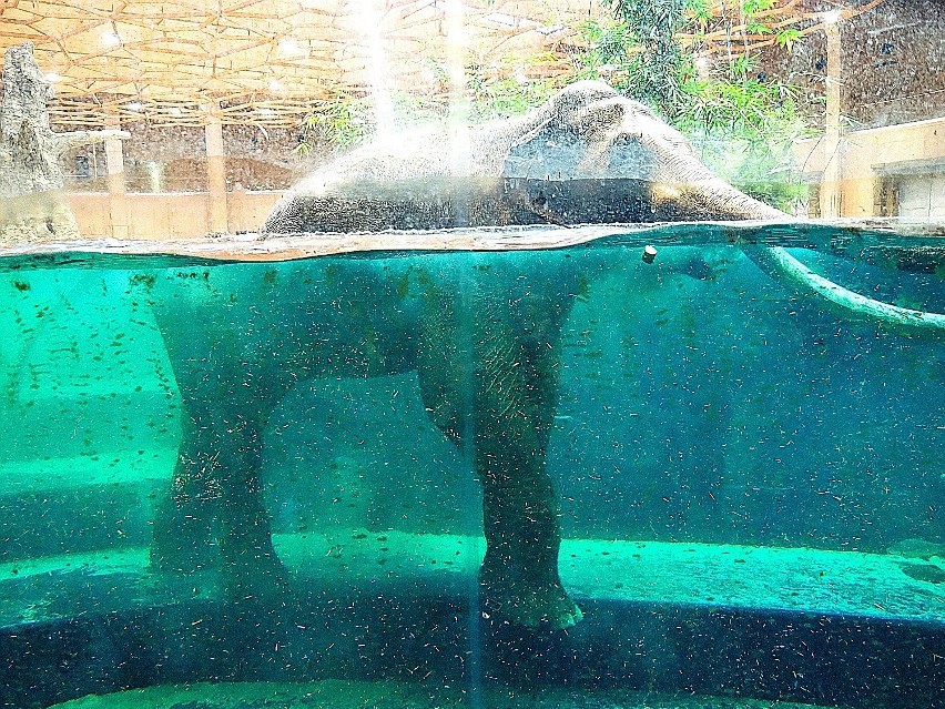 Orientarium w łódzkim zoo szykuje się do otwarcia! Orangutany i niedźwiedzie wychodzą na wybiegi, ptaki i jeżozwierze wkrótce się wprowadzą 