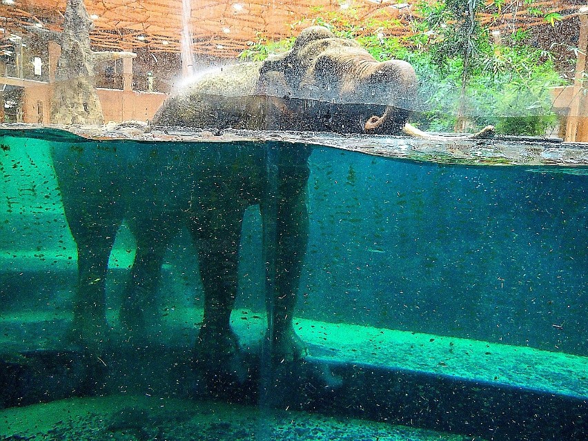 Orientarium w łódzkim zoo szykuje się do otwarcia! Orangutany i niedźwiedzie wychodzą na wybiegi, ptaki i jeżozwierze wkrótce się wprowadzą 