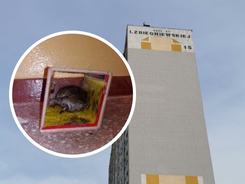 Szczury w bloku na Zbiegniewskiej 15 we Włocławku