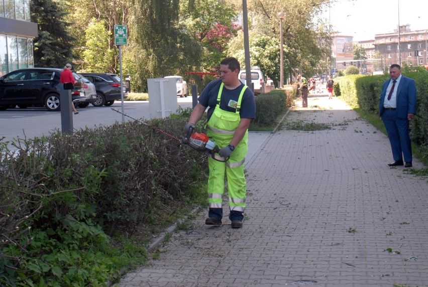 07.06.2017 krakow  
park jordana, zywoplot, zaatakowany...