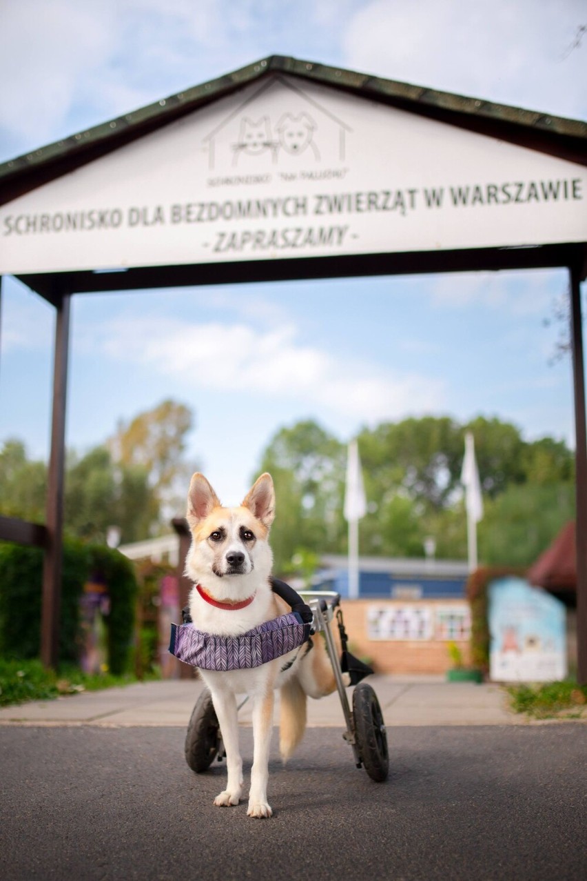 Schronisko Na Paluchu przejdzie modernizację. Powstanie oddział dla starszych psów