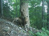 Tatrzański Park Narodowy nagrał rysią rodzinę. To rysica Tylka z młodymi rysiątkami