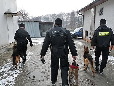 Jastrzębie: Policyjne psy na szkoleniu. Ares i Lupo już sporo potrafią  FOTO