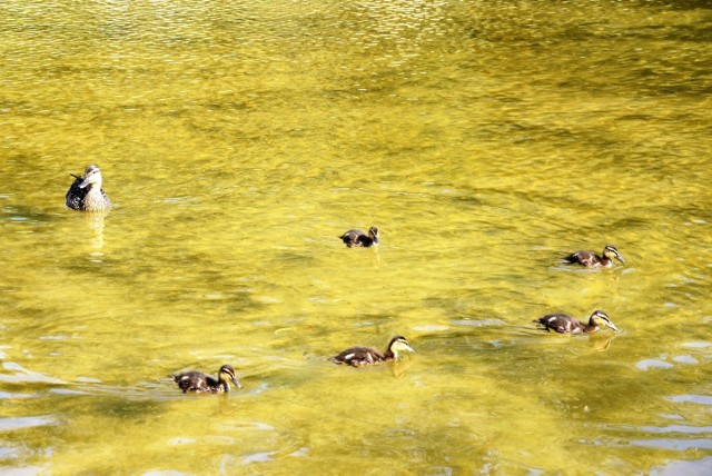 W Stawie Zamkowym w Opolu można obserwować kaczki opiekujące się młodymi. Te uczą się wyławiać jedzenie z wody. Ochłody szukają w cieniu. Matki nie odstępują piskląt na krok.