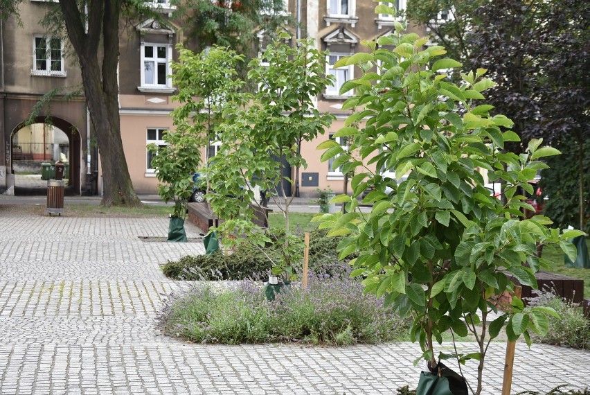 Plac Rozmarek w letniej odsłonie. Miasto planuje kolejne nasadzenia drzew ZDJĘCIA