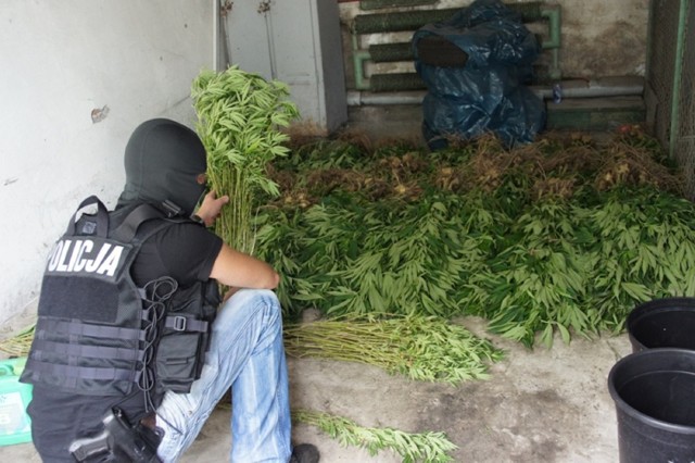 Zabezpieczono prawie 700 krzaków marihuany