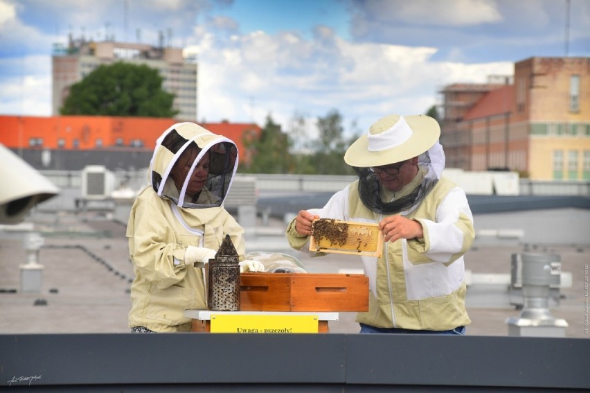 Pierwsze miodobranie na dachu VIVO! Piła. Ile słodkiego nektaru dały pszczoły?