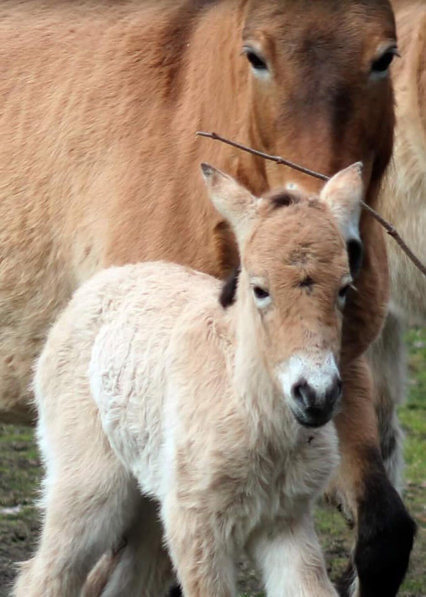 Warszawskie zoo szuka imienia dla młodej klaczki konia Przewalskiego. Zdecydują mieszkańcy. Jest tylko jeden warunek 