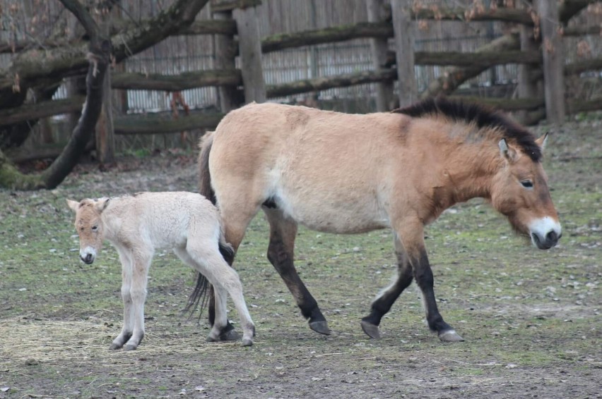 Warszawskie zoo szuka imienia dla młodej klaczki konia Przewalskiego. Zdecydują mieszkańcy. Jest tylko jeden warunek 