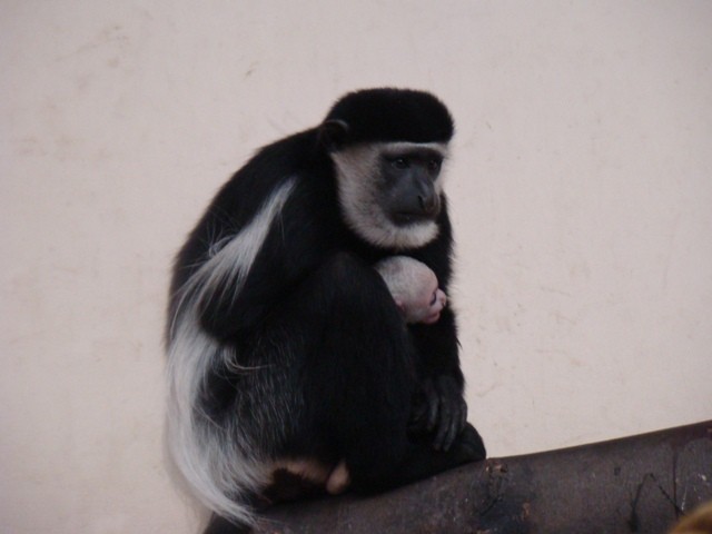 Małpa gereza abisyńska urodziła się w chorzowskim zoo [ZDJĘCIA]