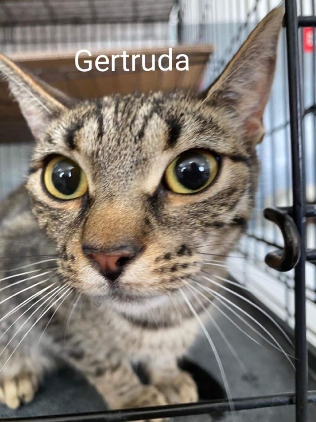 Gertruda jest jedną z podopiecznych fundacji "Koty z Kociej". Jeśli chciałbyś, aby stała się członkiem Twojej rodziny, skontaktuj się z fundacją telefonicznie lub przez fb. Adoptuj mruczka!