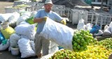 Rosjanie ostro rozprawiają się z grójeckimi jabłkami