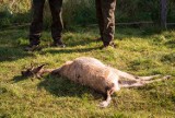 Wilki przeszły pod ogrodzeniem, przegryzły gardła danielom. Myśliwi: - Wilków jest za dużo