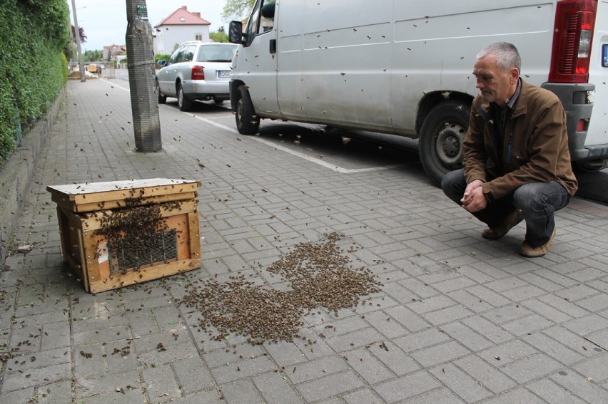 Rój pszczół przy ul. Szymanowskiego