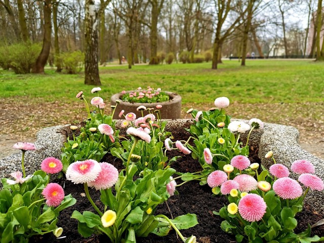 Kalisz: W mieście trwają wiosenne nasadzenia kwiatów i krzewów