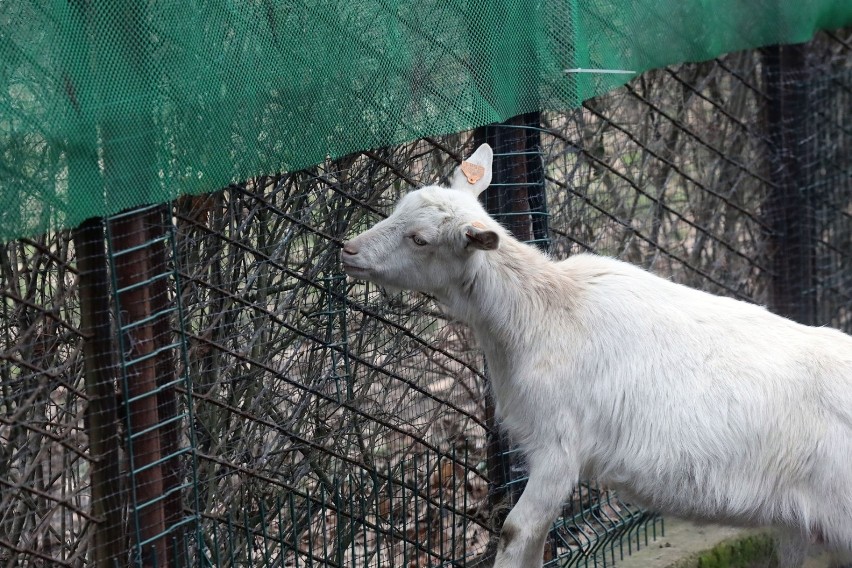Legnickie Mini Zoo w Parku Miejskim ponownie otwarte dla zwiedzających