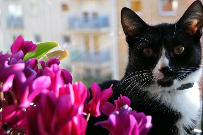 Kot ogrodnikfot. Ireneusz Gębski