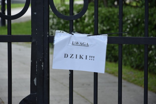 Park Miejski zamknięty z powodu dzików