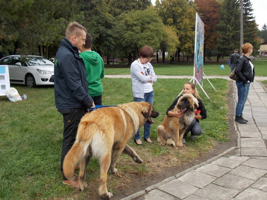 Festyn dla miłośników zwierząt w Chełmie