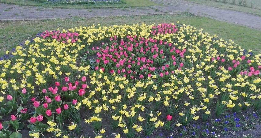 Ktoś zniszczył klomby kwiatowe w parku Sienkiewicza we Włocławku!