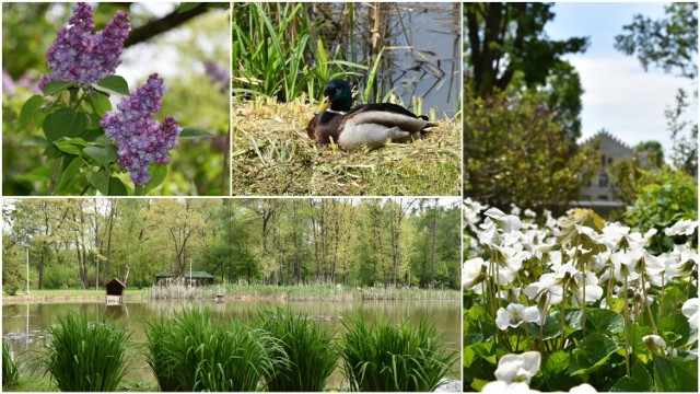 Tak wygląda wiosna w Parku Piaskówka i Parku Strzeleckim w Tarnowie
