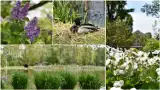 Wiosna w Tarnowie zagościła na dobre. Park Strzelecki i Park Piaskówka pełne zieleni i kolorowych kwiatów. Mamy zdjęcia!