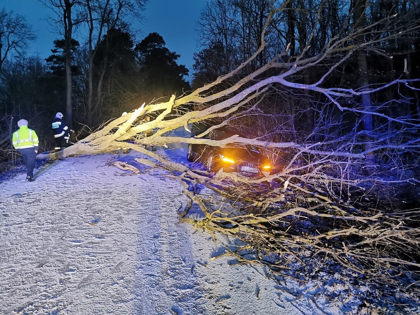 Gmina Kłecko. Drzewo przewróciło się na Audi. Interweniowała straż