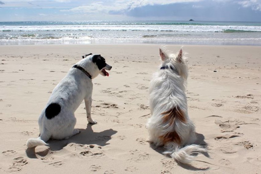 Na znaczną większość polskich plaż wstęp psów pomiędzy...