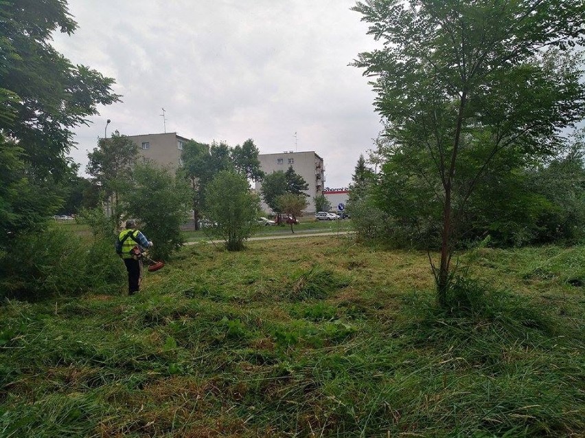 Radomsko: Trwa porządkowanie terenów przy ul. Jagiellońskiej