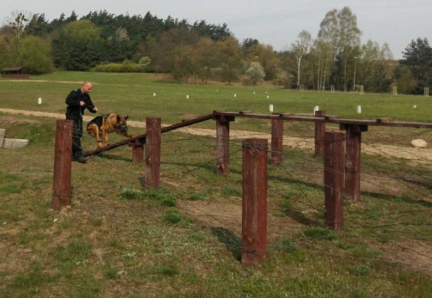 Szkolenie policyjnych psów na poligonie w Brodnicy [zdjęcia]