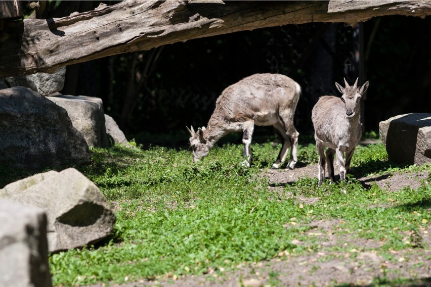 Warszawskie zoo prowadzi zbiórkę żołędzi