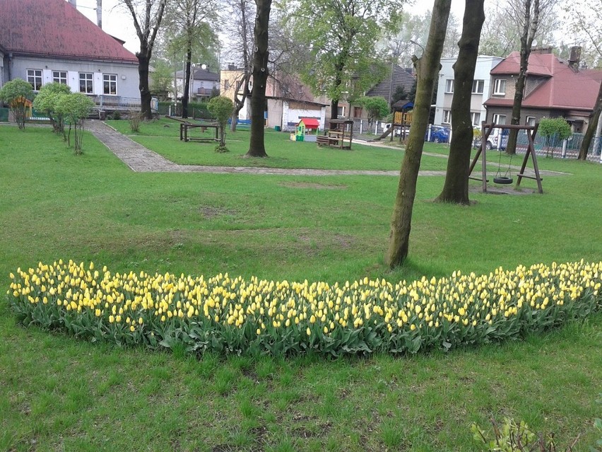 Świętochłowice: W Przedszkolu Miejskim nr 1 sadzono jesienią cebulki tulipanów. Oto efekty!