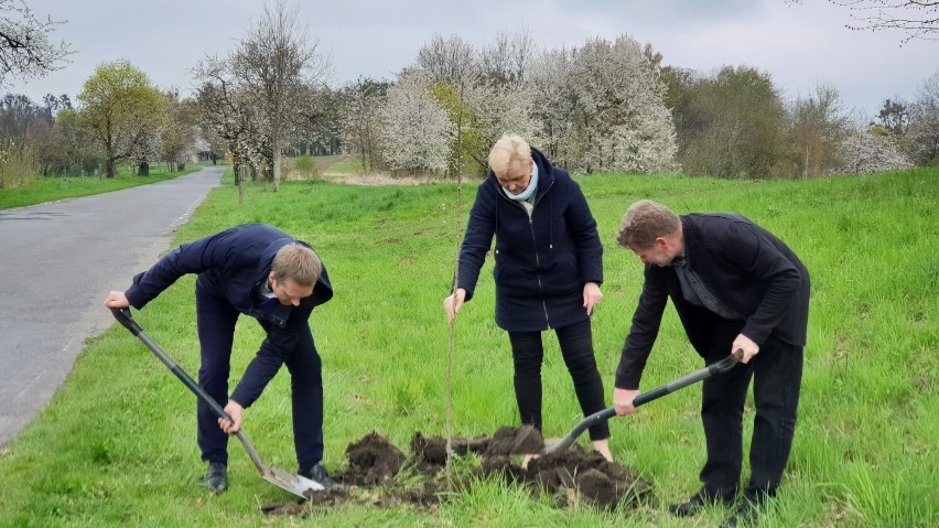 Tak prezentują się kwitnące aleje czereśniowe. Braki w...