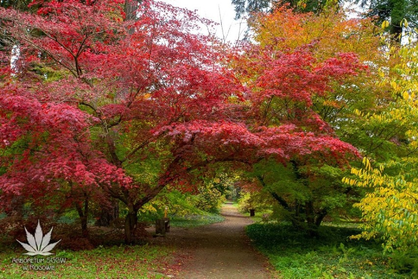 Jesienny wypad w Łódzkiem. Najpiękniejsze widoki są teraz w Arboretum w Rogowie [ZDJĘCIA]