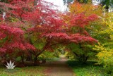 Jesienny wypad w Łódzkiem. Najpiękniejsze widoki są teraz w Arboretum w Rogowie [ZDJĘCIA]