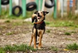 Kto chce otruć psy w Jastrzębiu? W mieście znaleziono kawałki wędliny z trucizną. Właściciele czworonogów: "Uważajcie na swoje psiaki"
