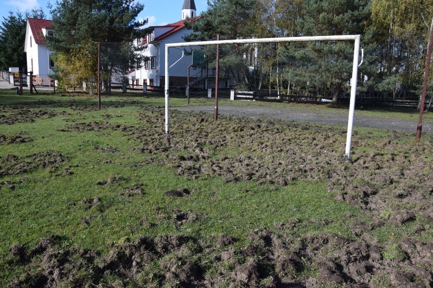 W Szczecinku dziki stołują się na boisku. Zamieniły je w istne pobojowisko [zdjęcia]