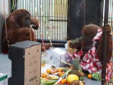 Orangutany z gdańskiego zoo też dostaną świąteczne prezenty
