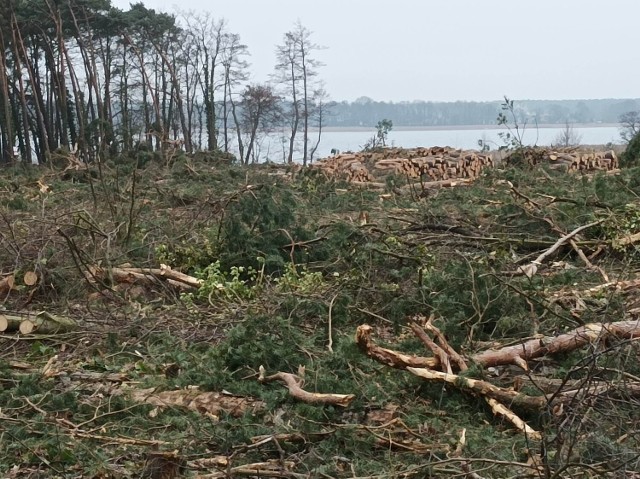 Nad Jeziorem Sławskim wycięto ponad 2 hektary lasu