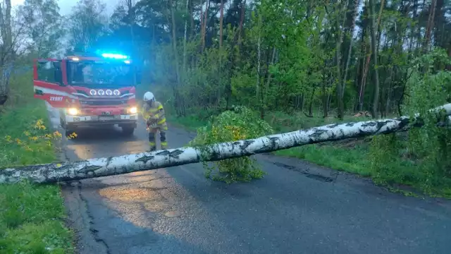 Strażacy z OSP Zygry zostali dziś rano wezwani do powalonego drzewa w miejscowości Puczniew w sąsiednim powiecie pabianickim